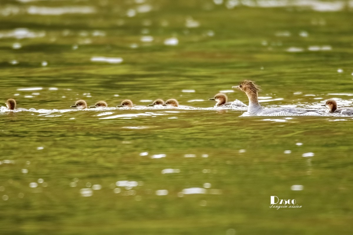 中华秋沙鸭（19）