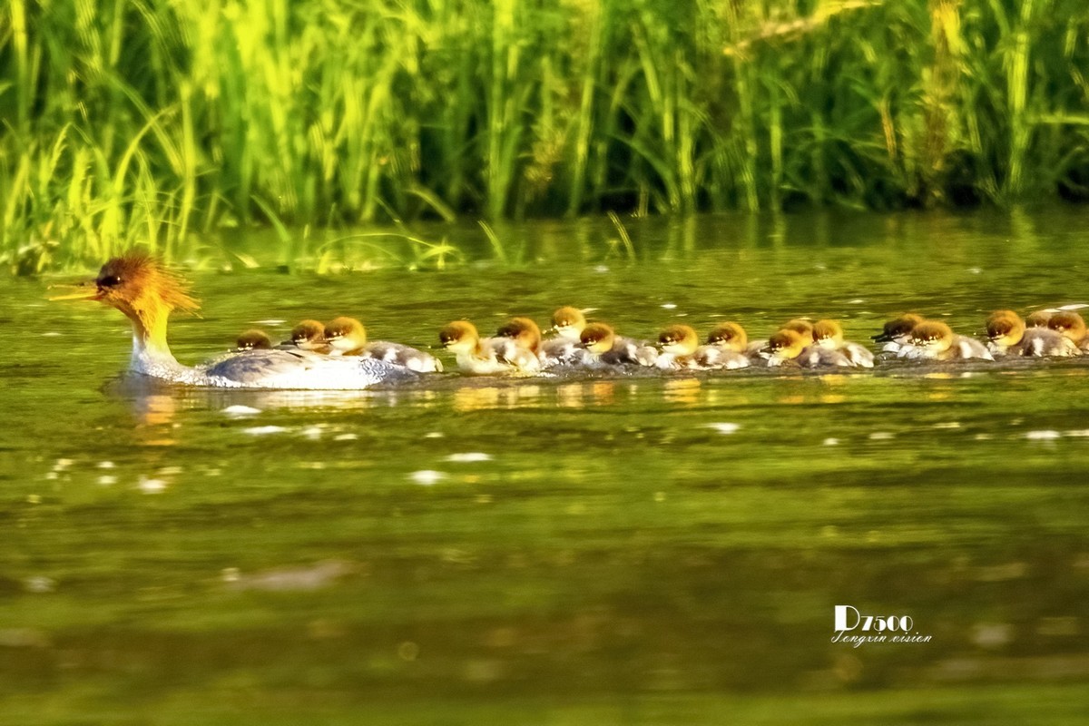 中华秋沙鸭（19）