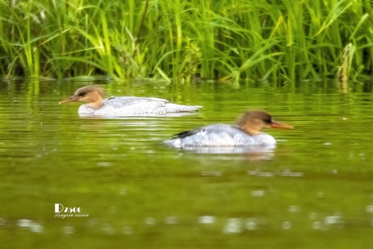 中华秋沙鸭（19）