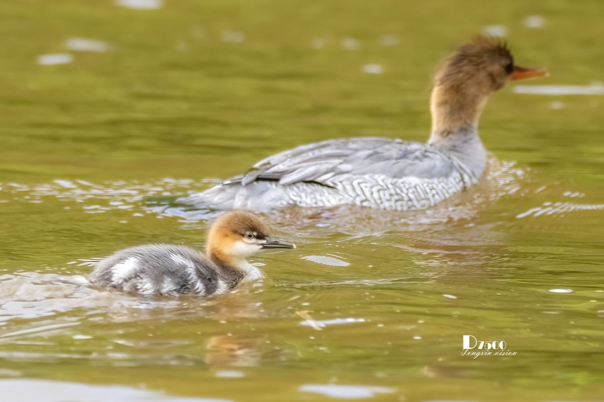 中华秋沙鸭（19）
