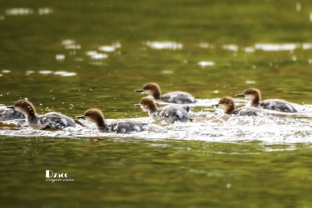 中华秋沙鸭（19）
