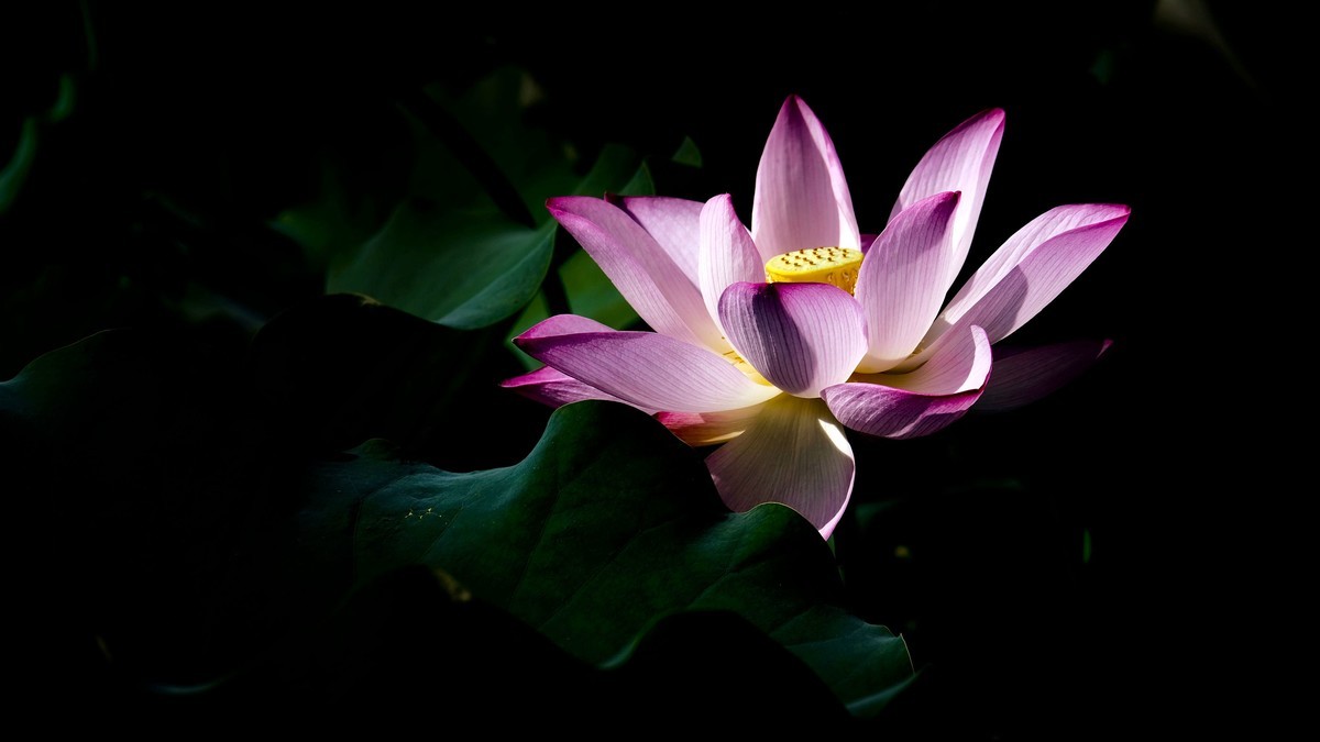 荔湾湖随拍