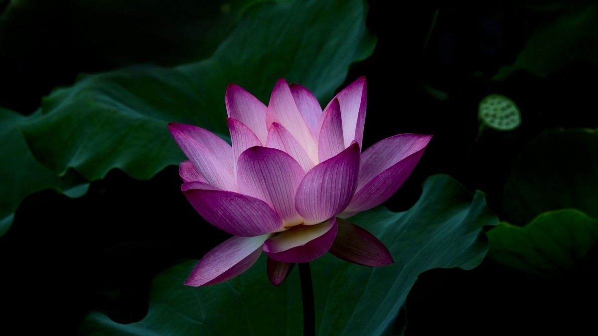 荔湾湖随拍（二）