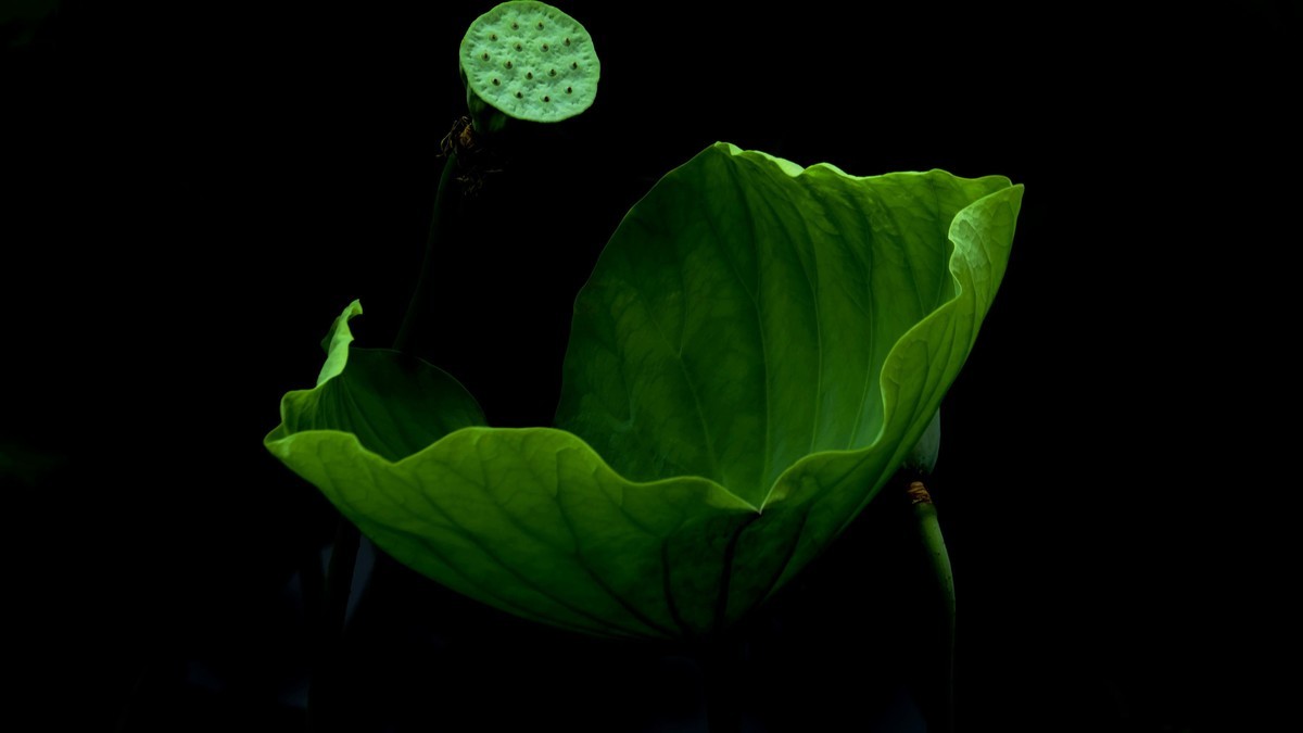 荔湾湖随拍（二）