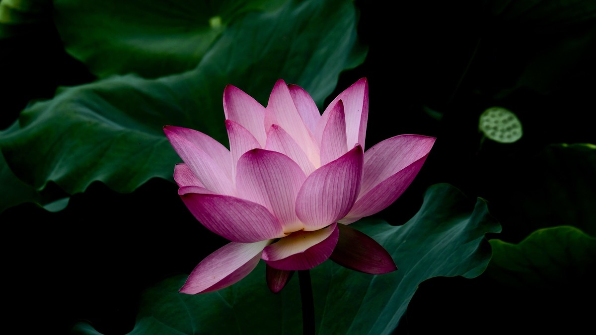 荔湾湖随拍（二）