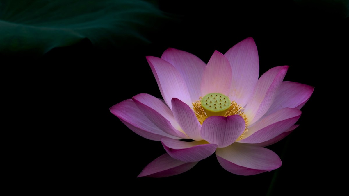 荔湾湖随拍（二）