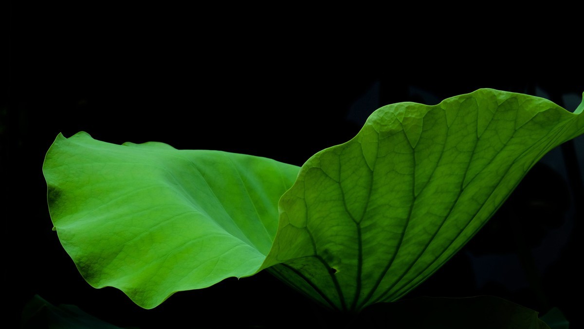 荔湾湖随拍（二）