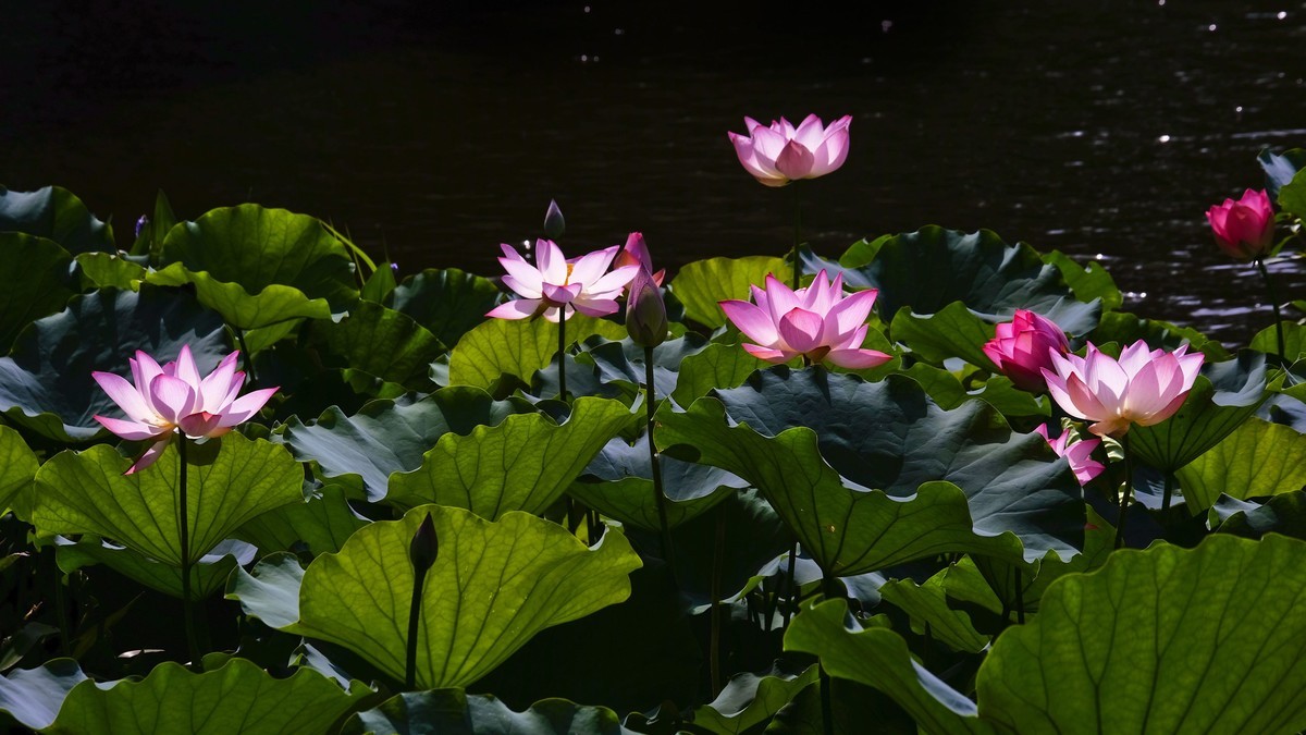 荔湾湖随拍（二）