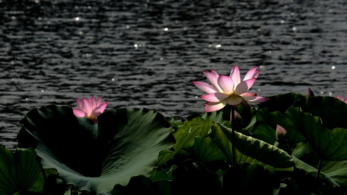 荔湾湖随拍（二）