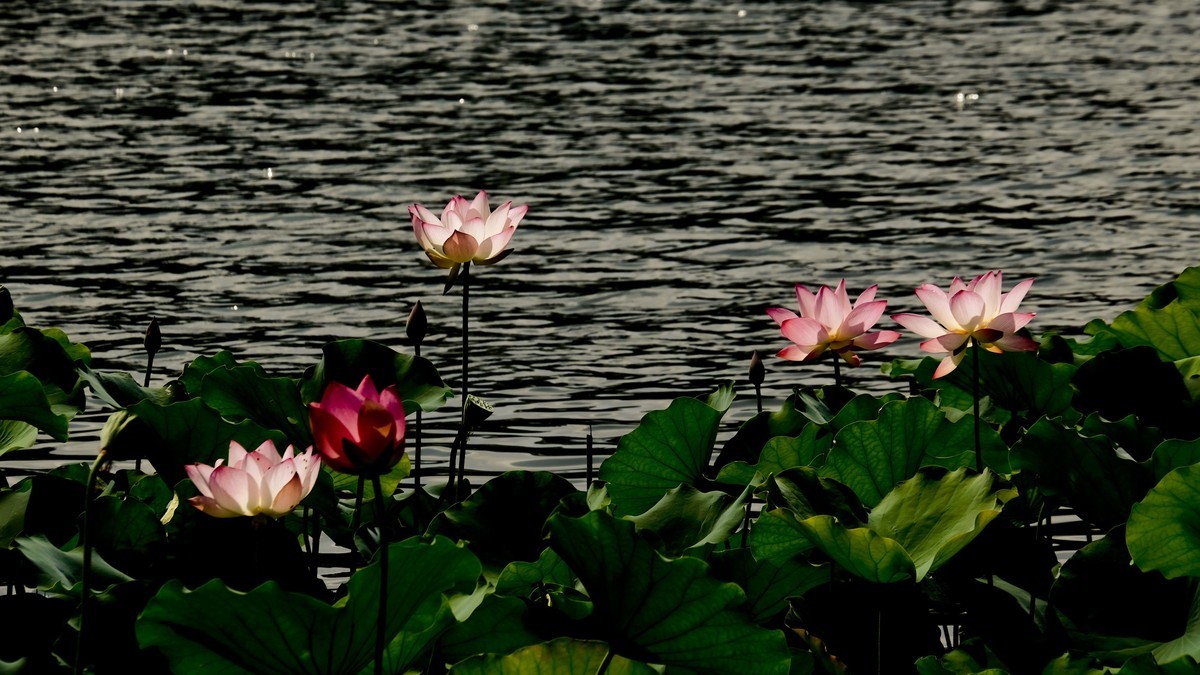 荔湾湖随拍（二）