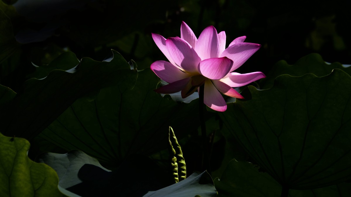 荔湾湖随拍（二）