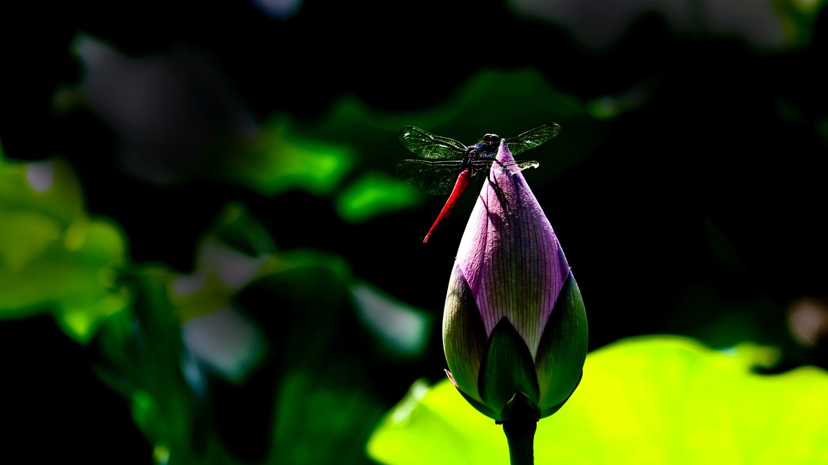 荔湾湖随拍（二）
