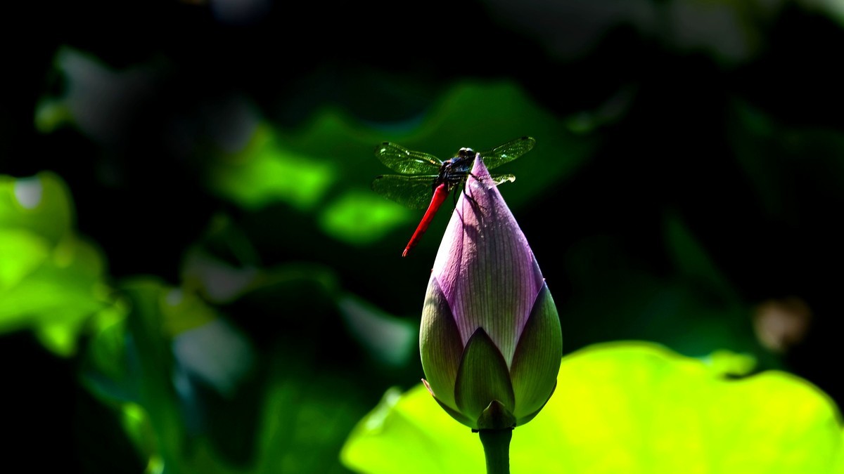 荔湾湖随拍（二）