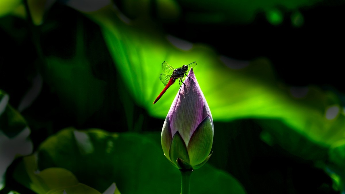 荔湾湖随拍（二）