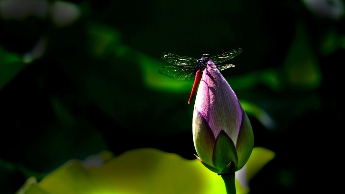 荔湾湖随拍（二）