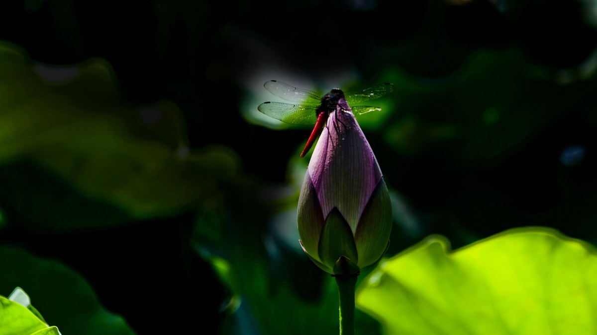 荔湾湖随拍（二）