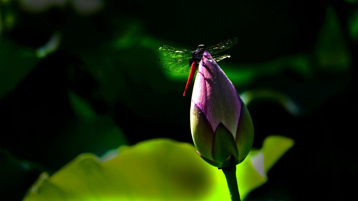 荔湾湖随拍（二）