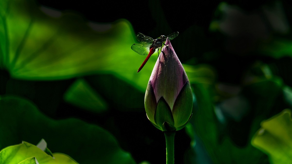 荔湾湖随拍（二）