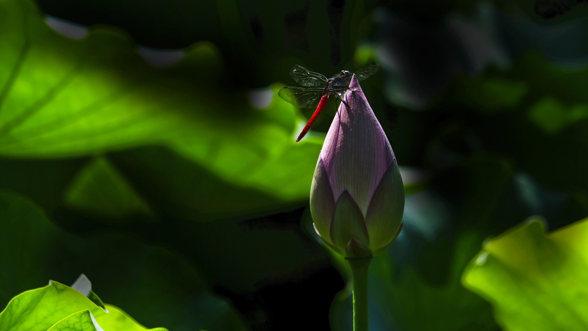 荔湾湖随拍（二）