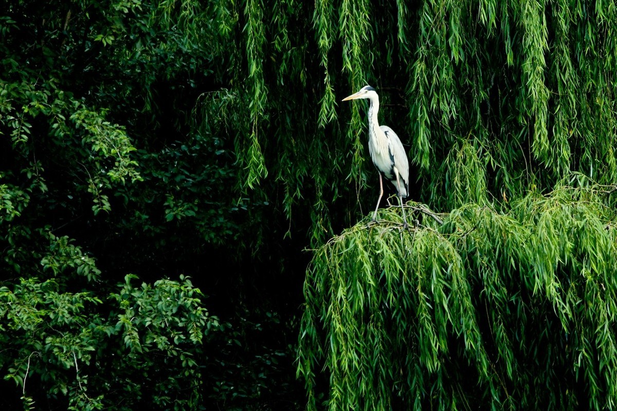 抓拍——明湖苍鹭●夜鹭 （二）