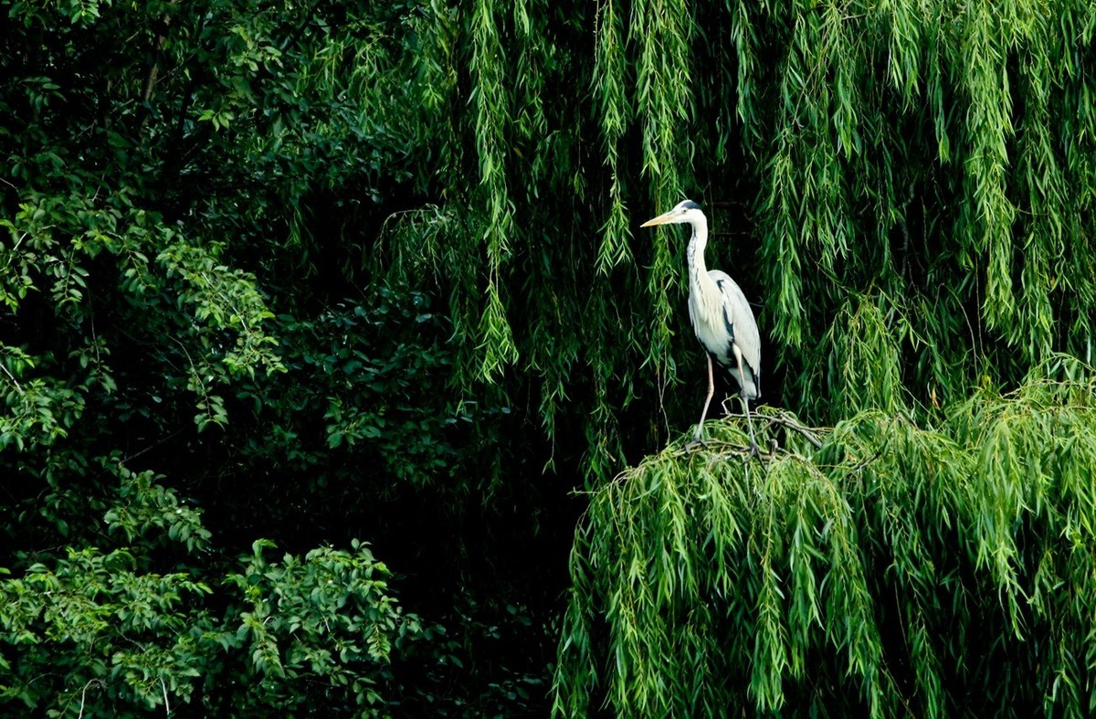 抓拍——明湖苍鹭●夜鹭 （二）