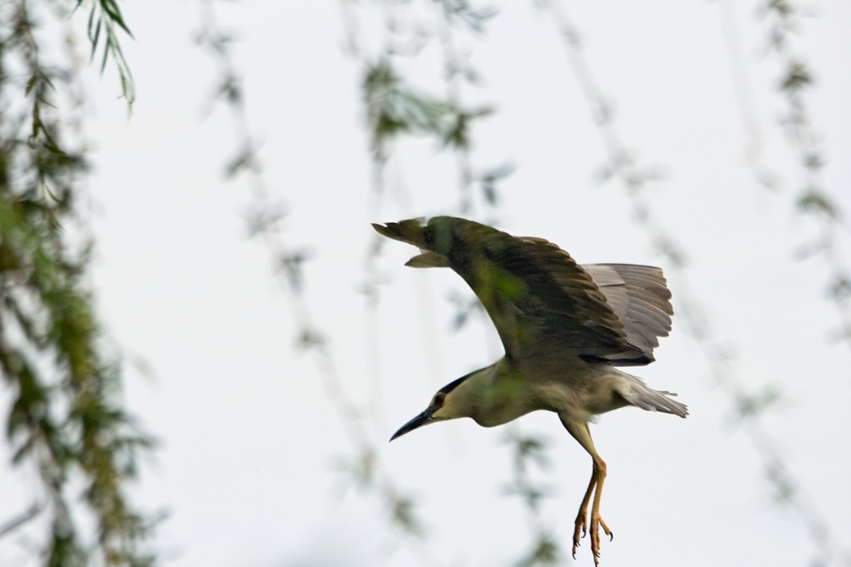 抓拍——明湖苍鹭●夜鹭 （二）