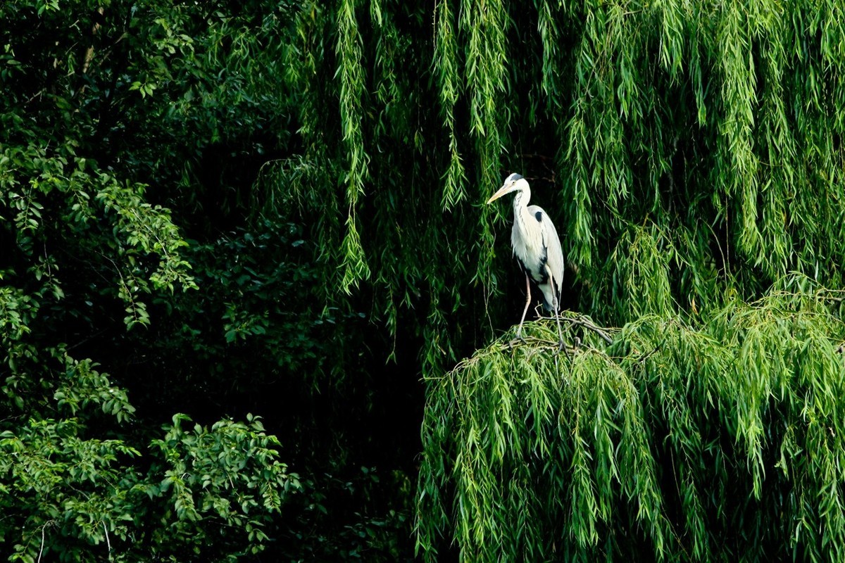 抓拍——明湖苍鹭●夜鹭 （二）