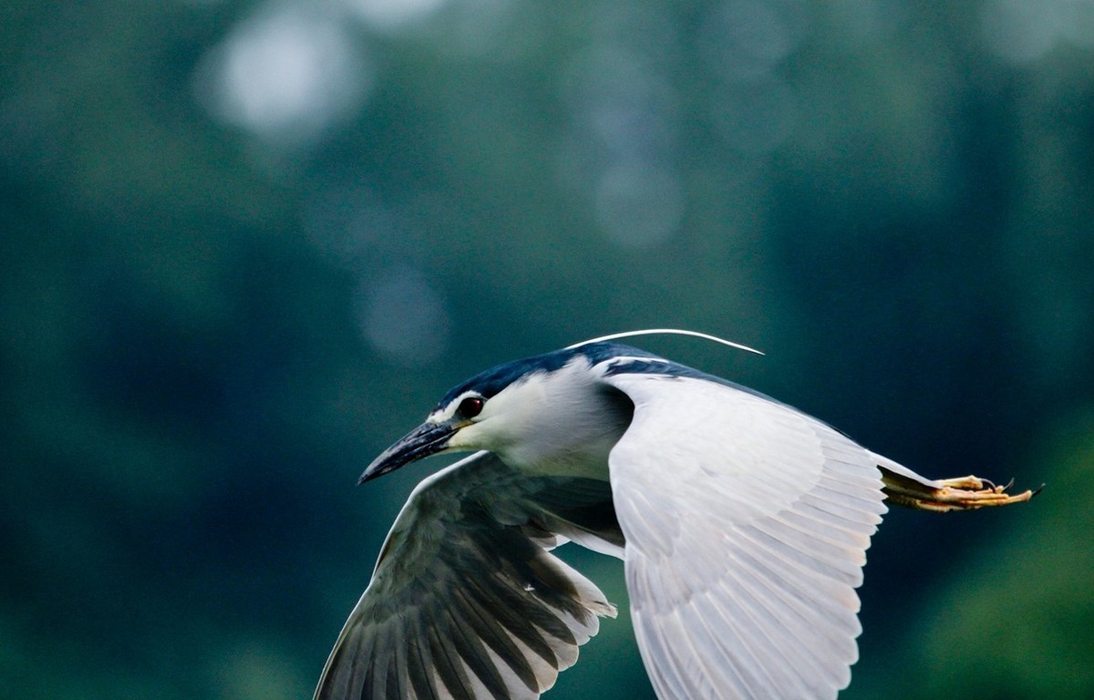 抓拍——明湖苍鹭●夜鹭 （二）