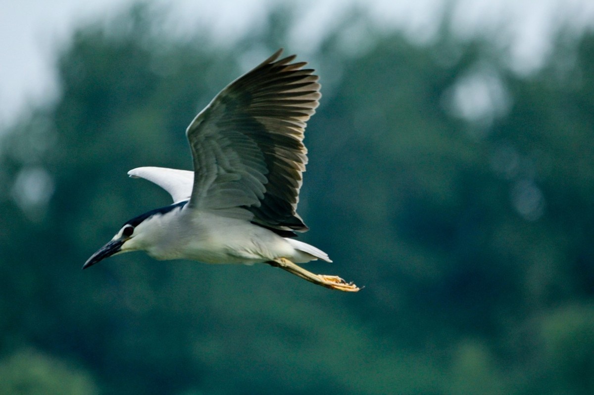 抓拍——明湖苍鹭●夜鹭 （二）