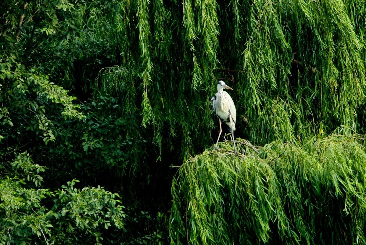 抓拍——明湖苍鹭●夜鹭 （二）