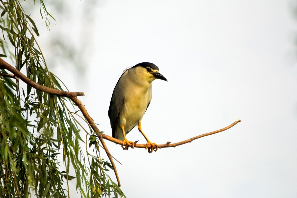 抓拍——明湖苍鹭●夜鹭 （二）