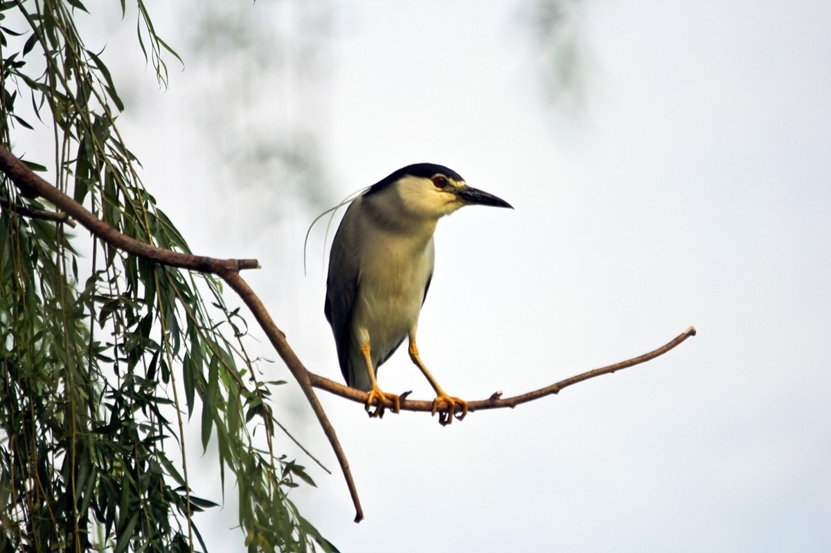 抓拍——明湖苍鹭●夜鹭 （二）