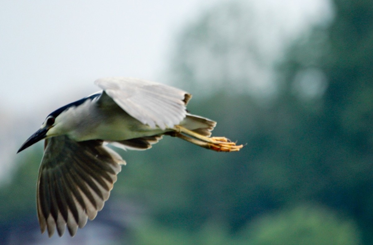 抓拍——明湖苍鹭●夜鹭 （二）