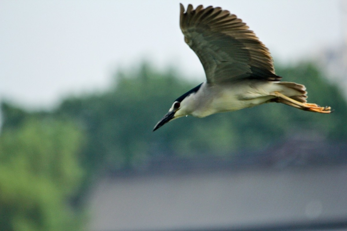抓拍——明湖苍鹭●夜鹭 （二）