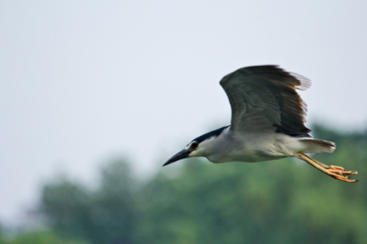 抓拍——明湖苍鹭●夜鹭 （二）