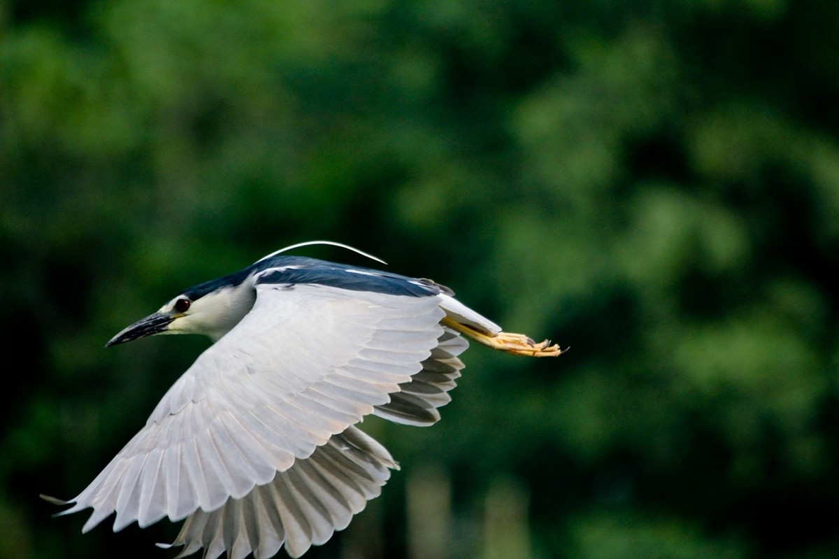 抓拍——明湖苍鹭●夜鹭 （二）