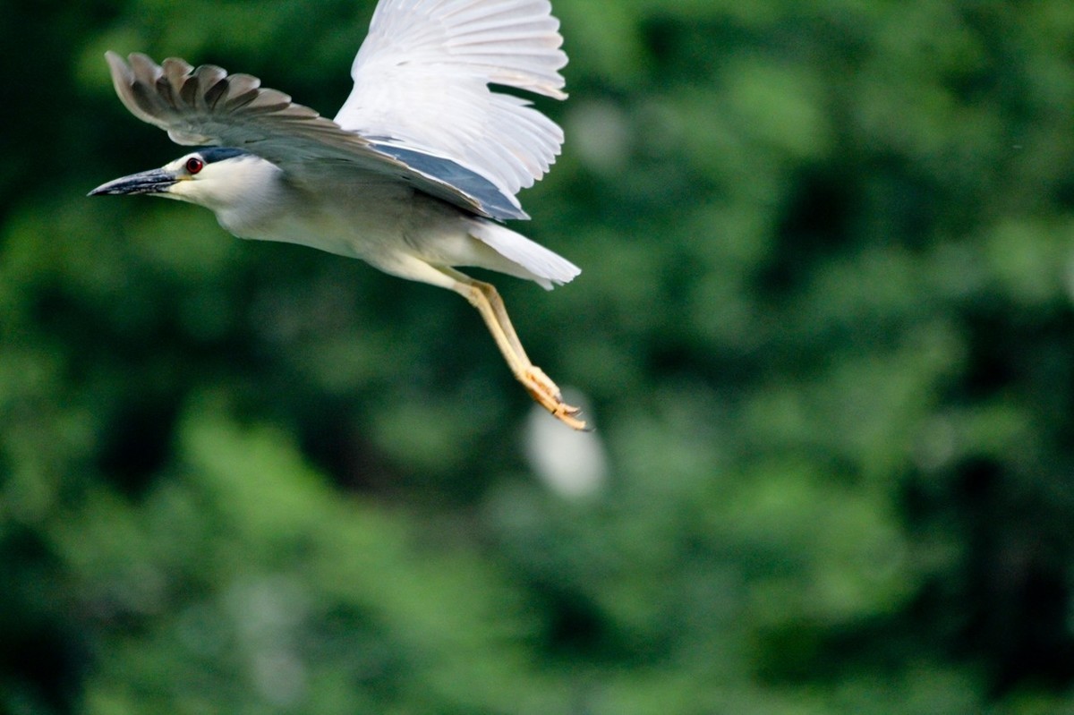 抓拍——明湖苍鹭●夜鹭 （二）
