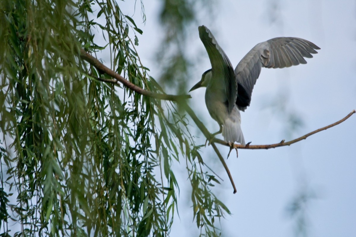抓拍——明湖苍鹭●夜鹭 （二）