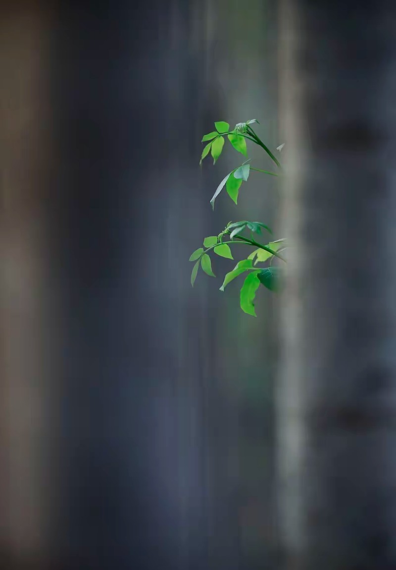 一抺绿
