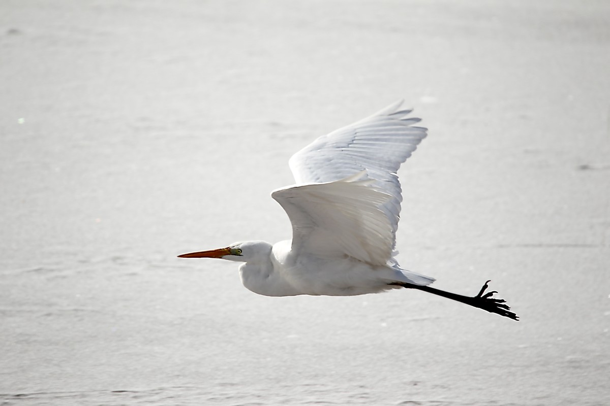 乌海湖上的白鹭