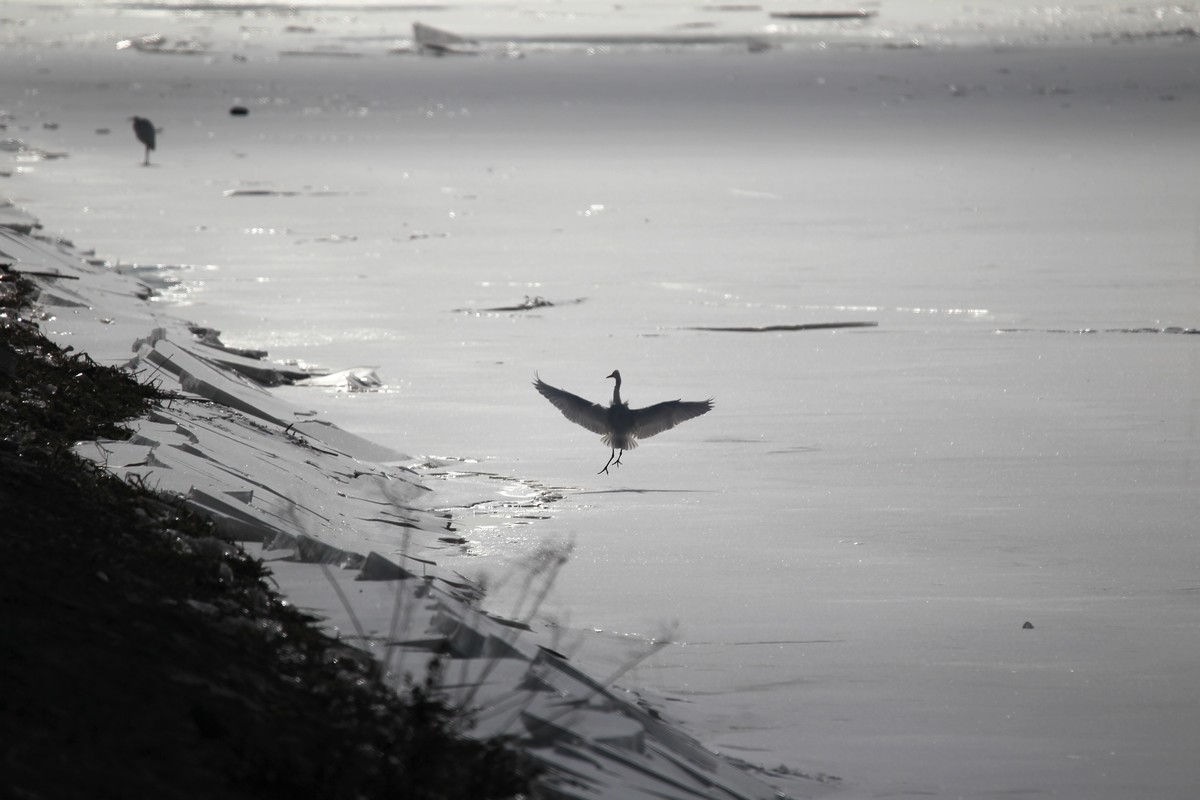乌海湖上的白鹭