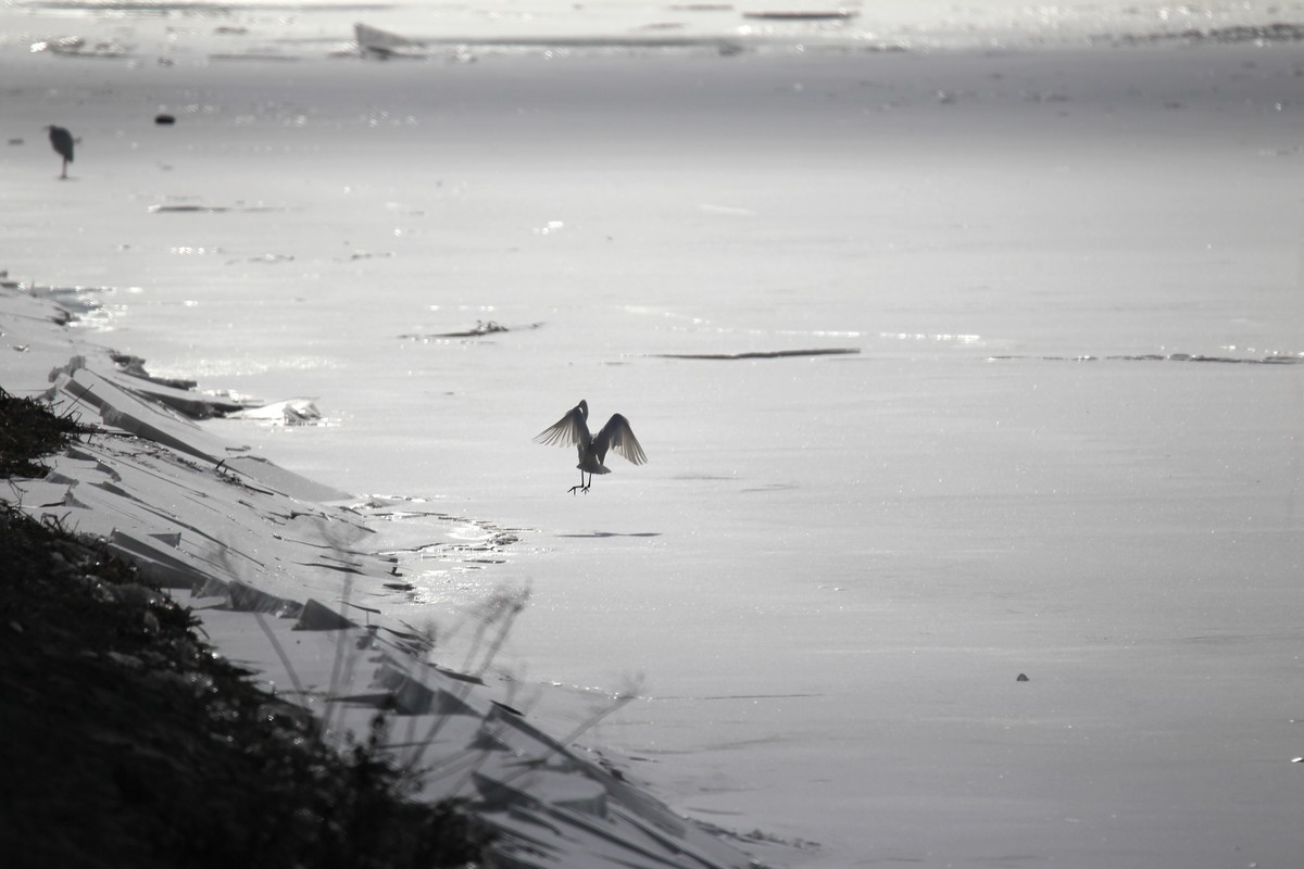 乌海湖上的白鹭
