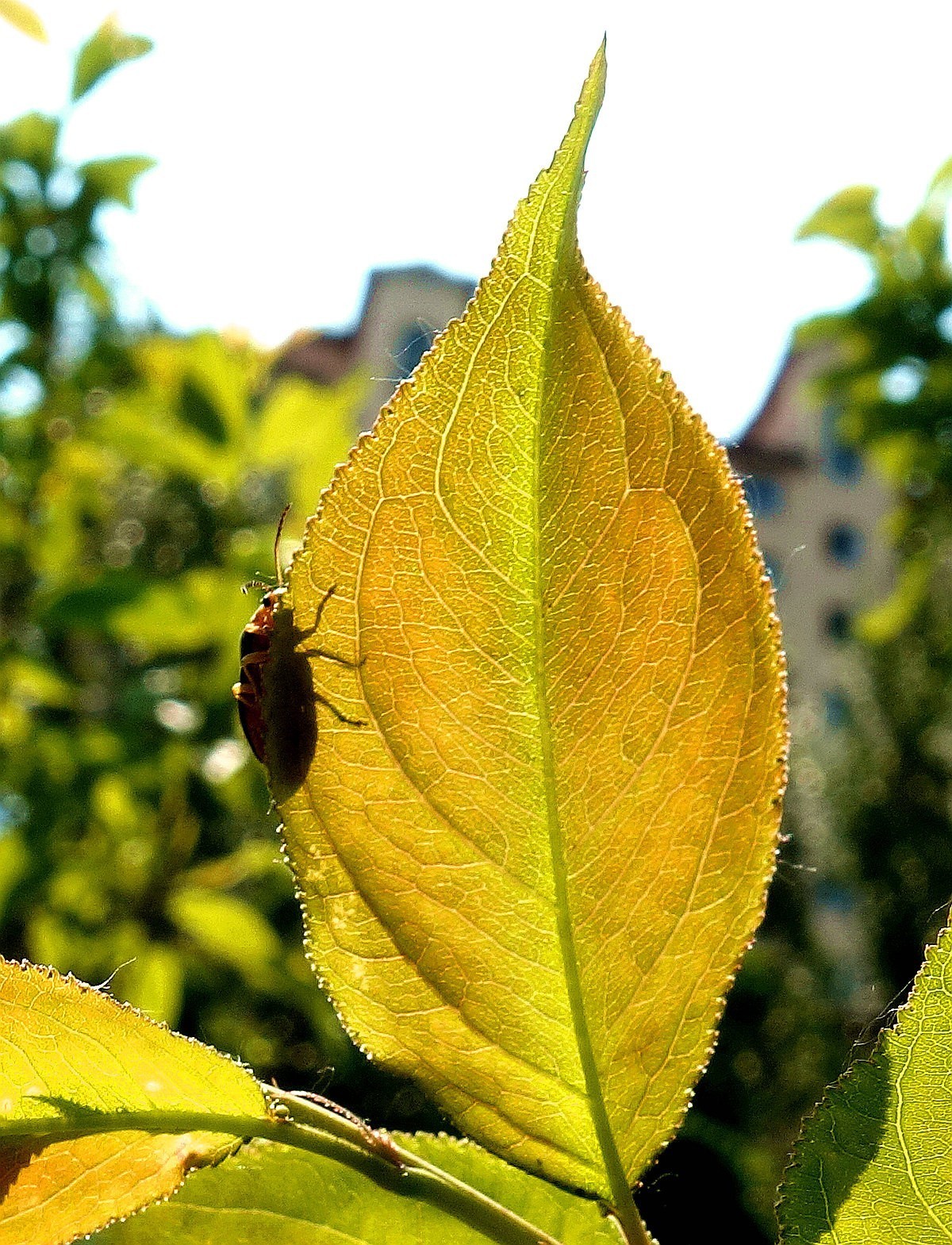 夏天虫子叶子影子
