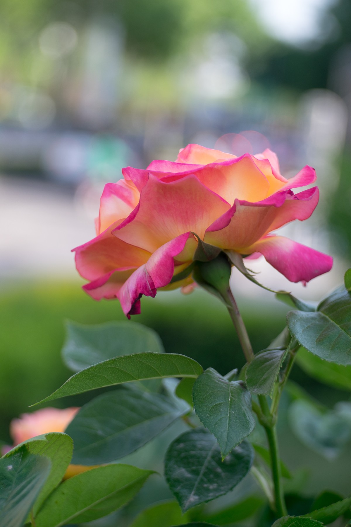 2022月季随拍(3)-中关村在线摄影论坛