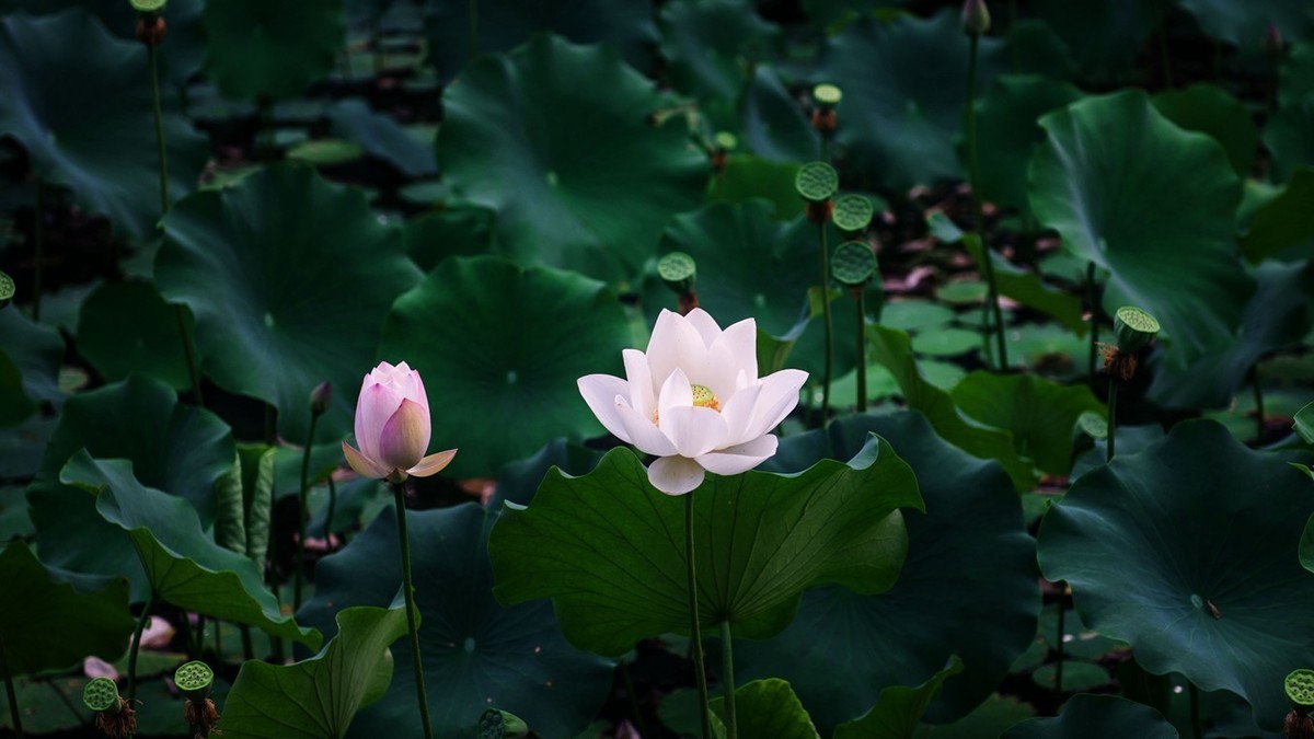 荷花季●赏荷●宽幅荷景（续）