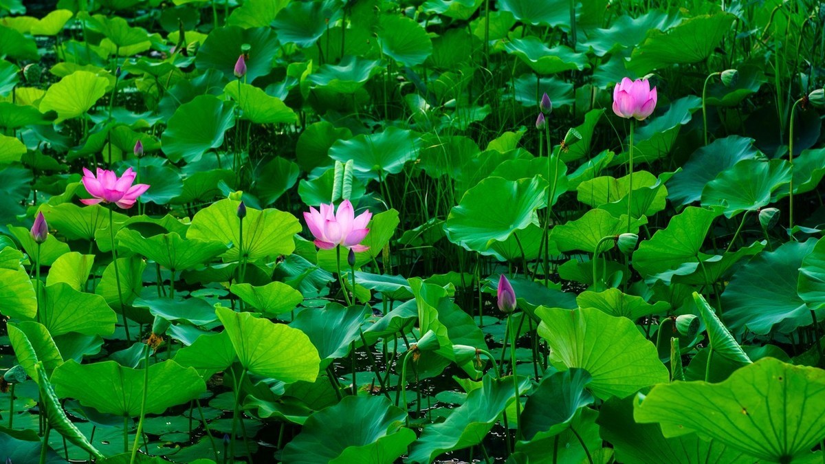 荷花季●赏荷●宽幅荷景（续）