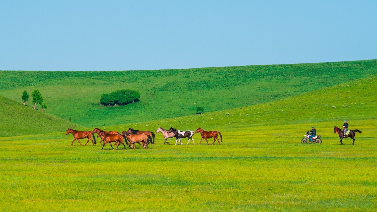 21.6 夏日的草原（九）------绿绿的草原，休闲的景色