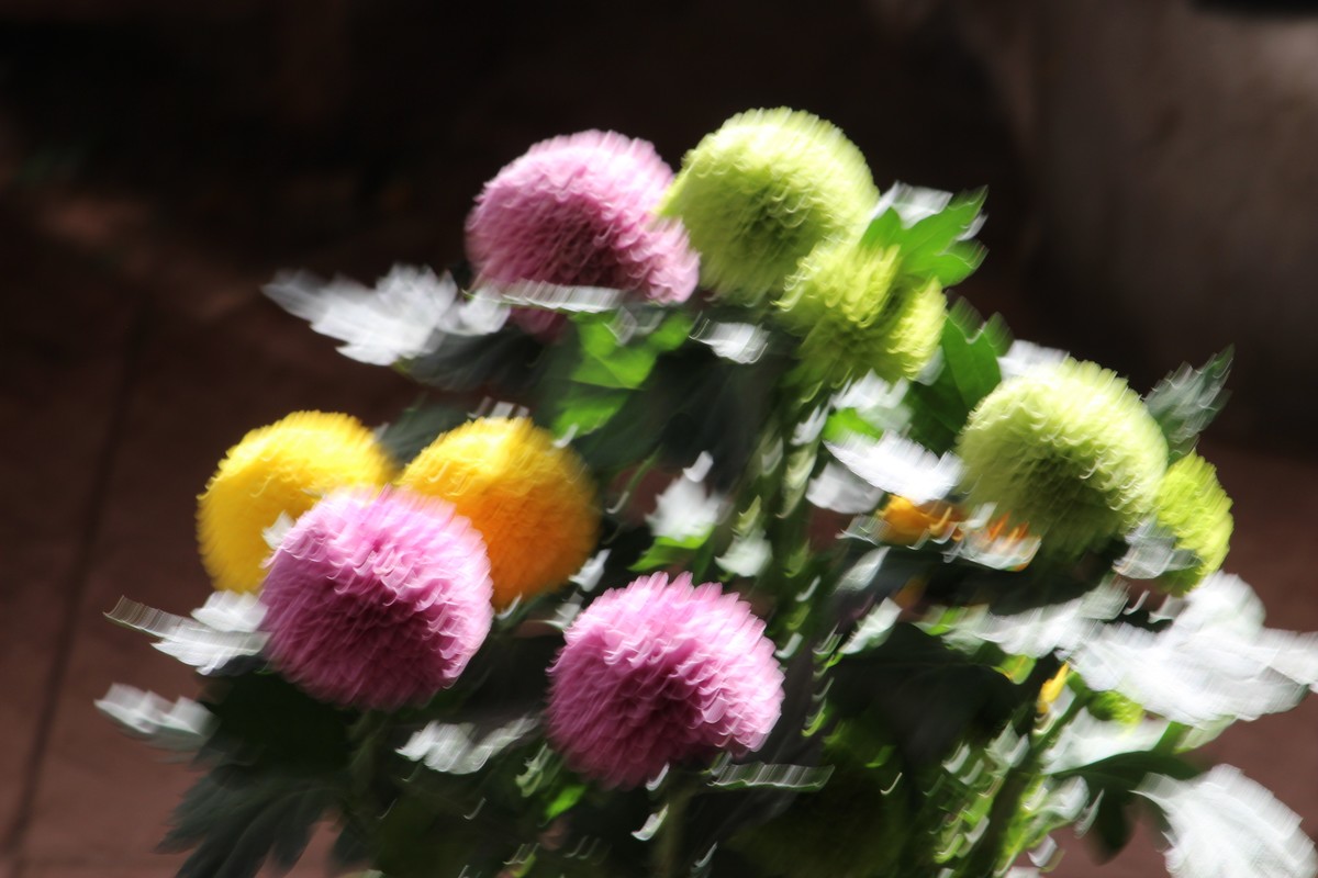 阳台拍乒乓球菊（4）