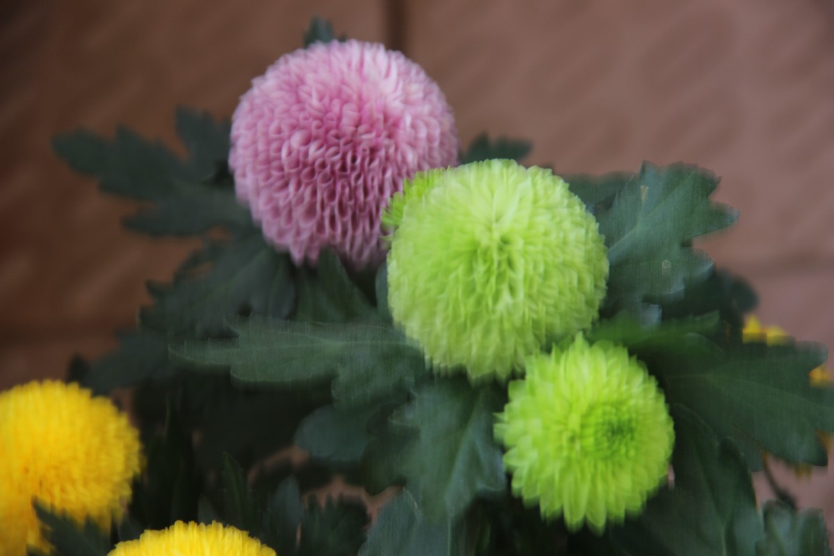 阳台拍乒乓球菊（4）