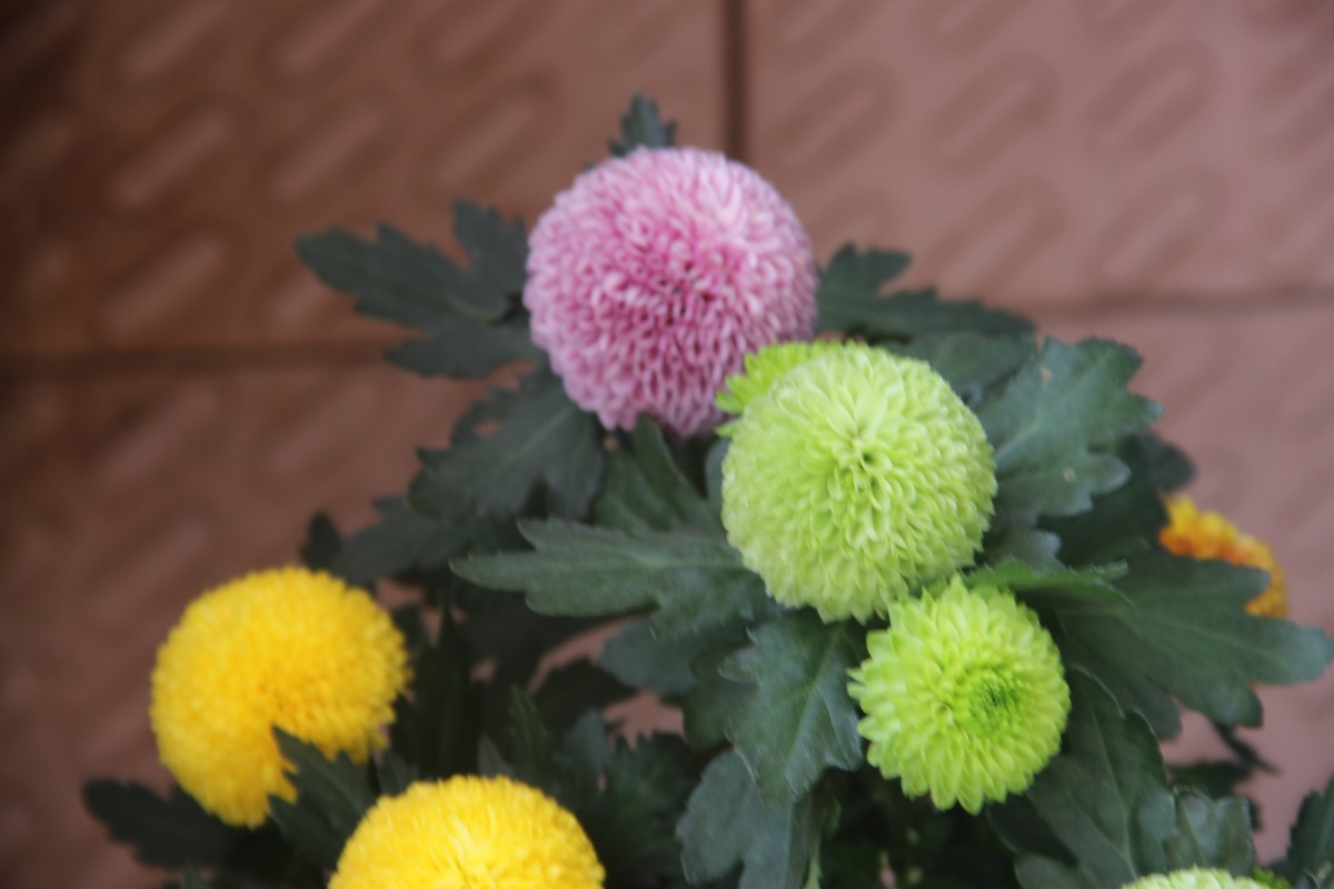 阳台拍乒乓球菊（4）